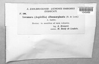 Protoparmeliopsis muralis image